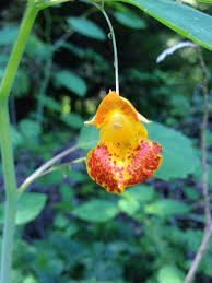 It is located on the potomac river bordering maryland and virginia. 23 Wildflowers Of Washington State Ideas Washington State Wild Flowers Personal Photo