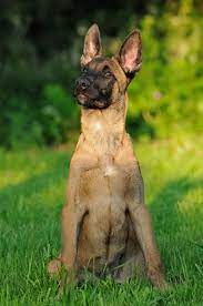 84,040 likes · 34 talking about this · 476 were here. Belgian Malinois Malinois Dog Belgian Malinois Dog Belgian Malinois