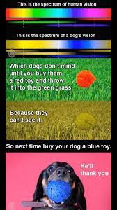 Human Color Spectrum Vs Dog Spectrum Interesting Dogs Dog Facts Animal Facts