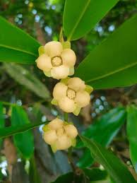 Image result for Diospyros mafiensis
