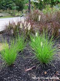 Image result for Nesaea purpurascens