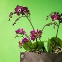 Phalaenopsis grower Opti-flor | Flower Factor