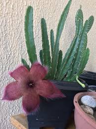 Id Stapelia Hirsuta Cacto Estrela Suculentas Jardinagem Cacto