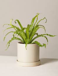 Birds Nest Fern Safe For Cats Bird S Nest Fern Plants Low Light Plants Bird Nest Fern