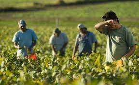 Viaggio in romania alla scoperta dell'agricoltura rumena con il supporto degli agronomi antonio muccio e federico gipponi. SituaÈia Agriculturii Ecologice Din Romania NumÄrul Operatorilor De Profil A Crescut Semnificativ Capital