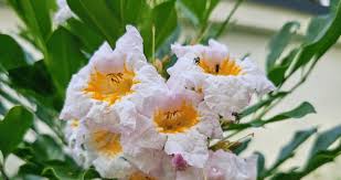 Image result for Radermachera