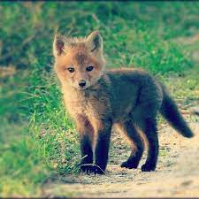 If You Instagram Anything It Better Be Adorable Baby Animals Cute Animals Animals Wild