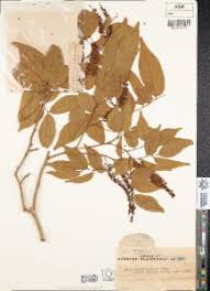 Image result for Crudia