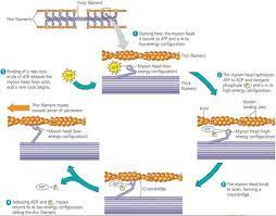 Actin And Myosin Filaments Myosin Actin Interactions Underlying Muscle Fiber Contraction Sensory Motor Anatomy And Physiology Sensory