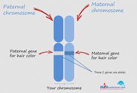 Maybe you would like to learn more about one of these? Pembahasan Soal Biologi Sma Kelas 12 Bab Hereditas Pola Pewarisan Sifat Soal B Myrightspot Com