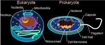 Both A Prokaryotic And Eukaryotic Cells In Cool Looking Colors Mitochondria Prokaryotes Prokaryotic Cell