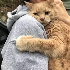 Pin By Gokyuzumun Mezarligi On C R E A T U R E S In 2020 Cat Hug Pretty Cats Cat Aesthetic