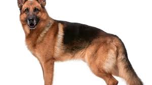 Il pastore olandese ha molti meno problemi di displasia dell'anca o di stenosi della colonna vertebrale rispetto al pastore tedesco, mentre è di taglia maggiore ed è più potente rispetto al malinois, per cui risulta esser un cane molto idoneo al lavoro di cane poliziotto. Pastore Tedesco Caratteristiche E Origine Idee Green