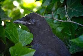 5 Reasons To Leave Baby Crows Alone