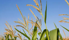 Taber Corn – Molnar'S Taber Corn & Pumpkins