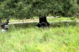 Image result for Limnophyton