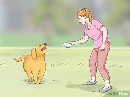 How To Get A Dog To Stop Eating Dirt With Pictures Wikihow