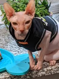 Is your cat a life saver?