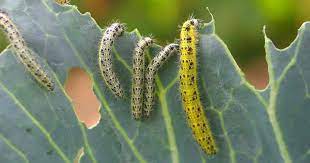 Check spelling or type a new query. How To Get Rid Of Caterpillars How To Kill Caterpillars