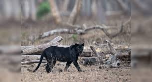 Black leopards from south africa is not ranked in the football club world ranking of this week (01 mar 2021). In The Land Of Mowgli Elusive Black Leopard Spotted In Mp S Pench Tiger Reserve Madhya Pradesh Times Of India Travel
