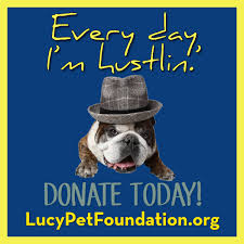 Star rewards are a great way to obtain free pets! Pin On Dogs