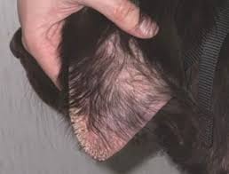 Image result for scabies dog ear