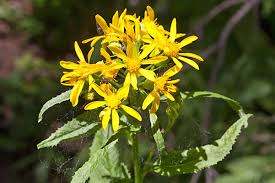 Image result for Senecio deltoideus