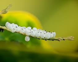 Image result for Oxyrhachis