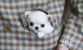 The cutest dog is the most popular in the designer class breed. Teacup Chihuahua Puppies For Sale Foufou Puppies
