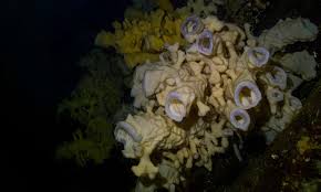 Image result for Oncocalyx bolusii