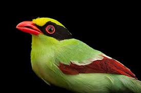 Birds Native To Northeast Ohio Cleveland Ohio Usa