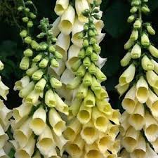We did not find results for: 50 Foxglove Yellow Spear Digitalis Purpurea Perennial Shade Sun Flower Seeds Ebay