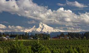 See reviews and photos of farms in clackamas county, oregon on tripadvisor. Find U Cut Christmas Trees In Oregon S Mt Hood Territory