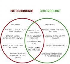 Compare And Contrast Chloroplasts And Mitochondria Mitochondria Basic Anatomy And Physiology Biology Worksheet
