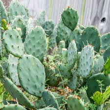 In the meantime it's grown a few pads but one has a big bite out of it and the others are small and sort of ema. Prickly Pear Cactus Plant Care Growing Guide