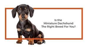 Dachshund puppies for sale and available now. Dachshund Puppies Petland San Antonio