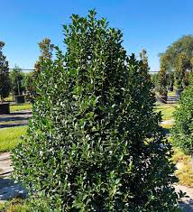 Image result for Ilex