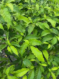 Image result for Tabernanthe elliptica