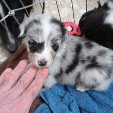 Puppies Maine Australian Shepherds Aussie Breeders New England Colorado 970 901 5105