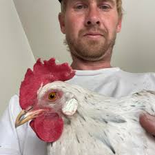 What experiences have you had with black pearl, black gold, and ebony pearl  cherry trees and elephant heart and santa rose plum trees in zone 6b?