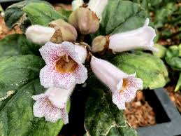 Image result for Gardenia subacaulis