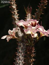 Image result for Pachycarpus firmus