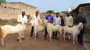 You practice and you know php create sites i propose today to discover all the laravel php framework. Sojat Bakra Setup And Breeders Barkat Goat Farm Youtube