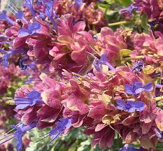 Salvia 'celestial blue' (also known as celestial blue sage or las pilitas sage), is a hybrid cross between salvia clevelandii (cleveland sage or chaparral sage) and s. A Salvo Of Salvia California Native Plant Society San Diego Chapter