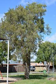 Image result for Melaleuca quinquenervia