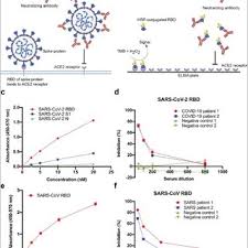 Pdf A Sars Cov 2 Surrogate Virus Neutralization Test Svnt Based On Antibody Mediated Blockage Of Ace2 Spike Rbd Protein Protein Interaction