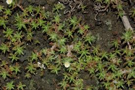 Image result for Portulaca kermesina