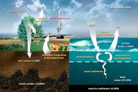 the carbon cycle