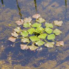 Wassernuss Farbenspiel Fur Den Gartenteich Gartenteich Garten Pflanzen Teichpflanzen