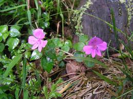 Image result for Impatiens gomphophylla
